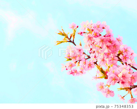 青い空と美しく咲く満開の桜 青い空と美しく咲く満開の桜 75348353