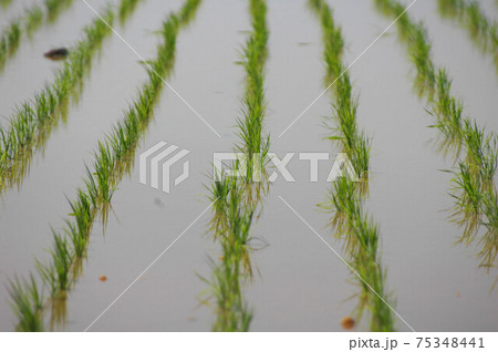 日本の水田風景 75348441