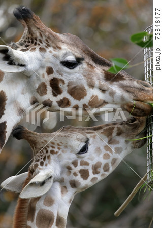 親子で仲良く食事中（アミメキリン　東山動植物園　愛知県 名古屋市） 75348477