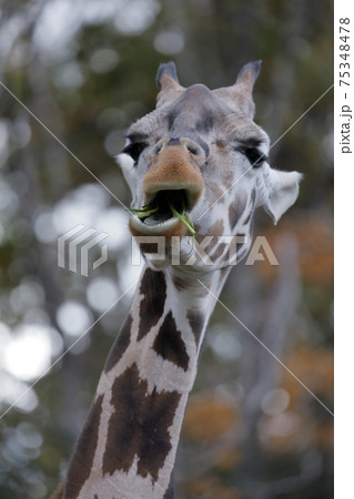 食事中のキリン アミメキリン 東山動植物園 愛知県 名古屋市 の写真素材