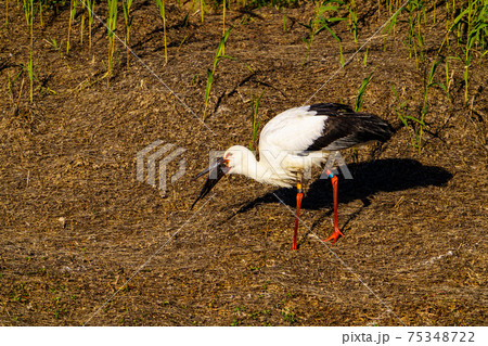 福岡県小郡市の池に飛来したコウノトリ 福岡県小郡市の池に飛来したコウノトリ 75348722