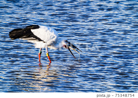 福岡県小郡市の池に飛来したコウノトリ 75348754