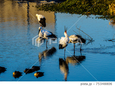 福岡県小郡市の池に飛来したコウノトリ 75348806