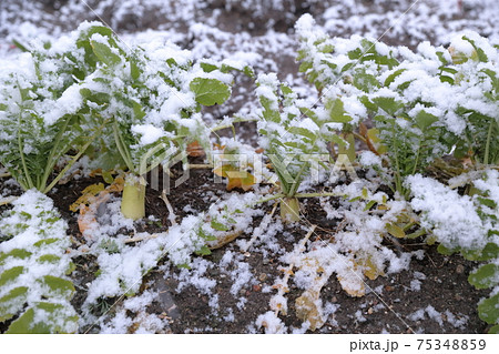 雪が積もったダイコン畑 雪が積もったダイコン畑 75348859