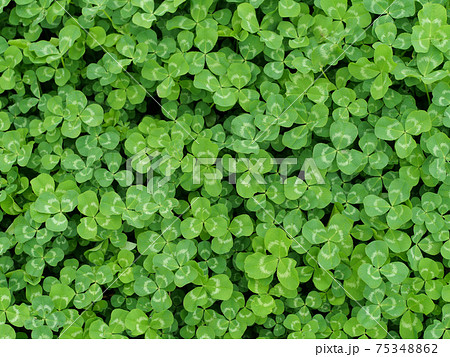クローバーの葉 75348862