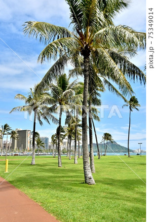 ハワイの休日 75349014