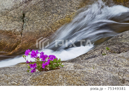 岩 石 グー 75349381