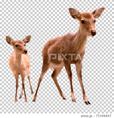 鹿の親子 フォトリアル のイラスト素材