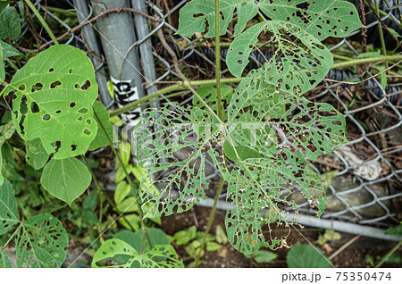 虫食いの葉っぱ 虫食いの葉っぱ 75350474