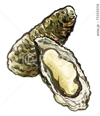 鮮度の良い牡蠣4 75350559