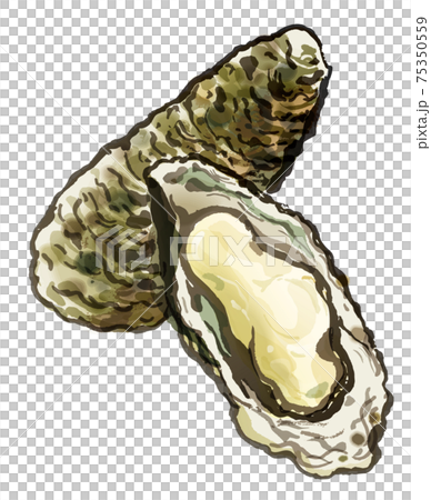 鮮度の良い牡蠣4 75350559