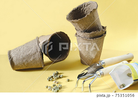 seeds of green pea on yellow background. Garden tools, peat or turf pots, shovel and rake. spring gardening concept. Home greens growing seeds of green pea on yellow background. Garden tools, peat or turf pots, shovel and rake. spring gardening concept. Home greens growing 75351056