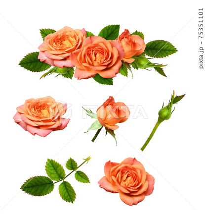 Orange rose flowers in a floral arrangement and set of elements with rosettes, bud and leaves Orange rose flowers in a floral arrangement and set of elements with rosettes, bud and leaves 75351101
