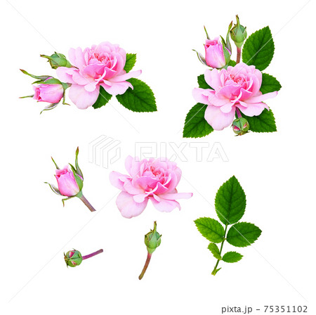 Set of floral arrangements and elements of pink rose flowers, buds and leaves Set of floral arrangements and elements of pink rose flowers, buds and leaves 75351102