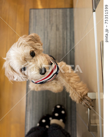 キッチンで甘えるかわいいアプリコットの小型犬【マルプー】 キッチンで甘えるかわいいアプリコットの小型犬【マルプー】 75351599