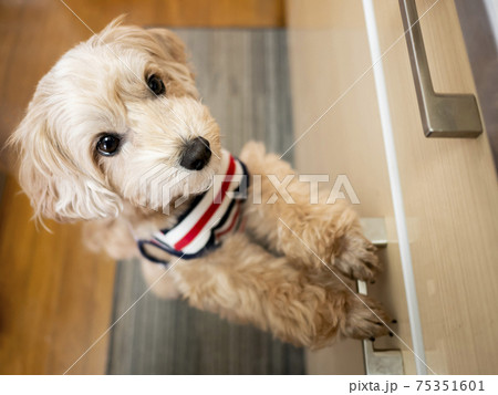 キッチンで甘えるかわいいアプリコットの小型犬 マルプー の写真素材