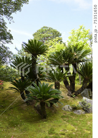 桂離宮　蘇鉄山 75351650