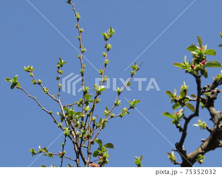 今年も沢山実の生る事を期待するカリンの若葉 75352032