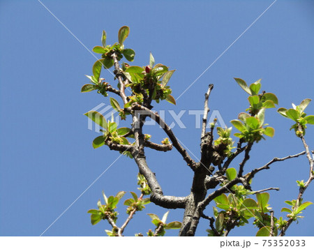 今年も沢山実の生る事を期待するカリンの若葉 75352033