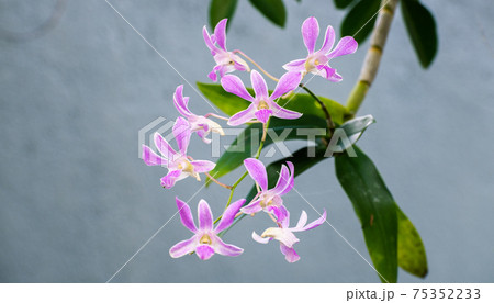 Purple orchid branch close up photograph. Purple orchid branch close up photograph. 75352233