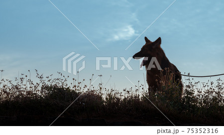 German Shepard silhouette photograph in the grass field low angle, leashed pet mouth open and tongue out enjoying the walk and the time with the master outdoors. 75352316