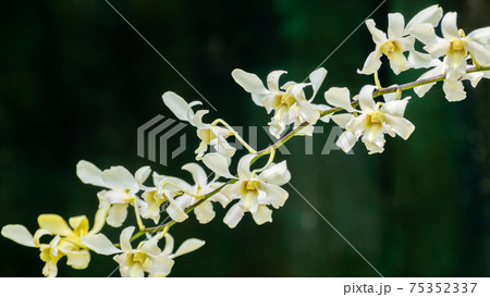 Beautiful Orchid flower branch close up photograph 75352337