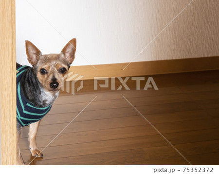 廊下からじっと見つめるかわいいアプリコットの小型犬【ミックス犬・ミニピンシャー】 75352372