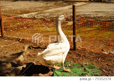 ガチョウ ガチョウ 75352570