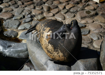 昼寝をするアザラシ 昼寝をするアザラシ 75352571