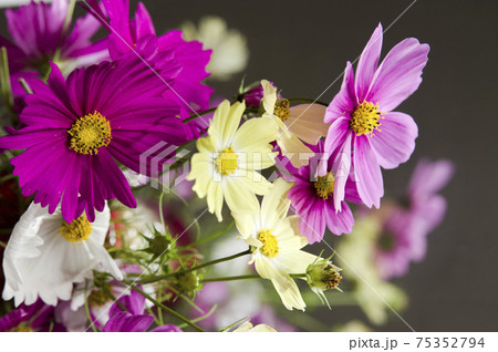 鏡の上にコスモスの花束があります の写真素材