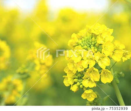 満開の菜の花 クローズアップ 菜の花畑の写真素材
