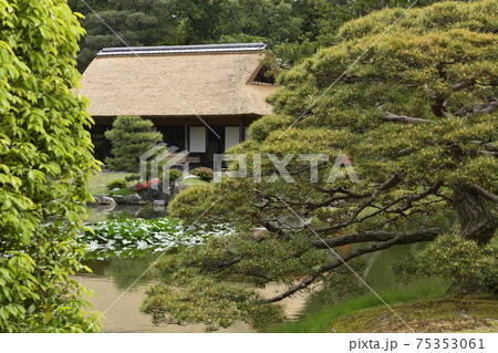 桂離宮 住吉の松 桂離宮 住吉の松 75353061