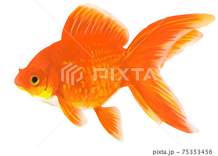 水彩風の赤い琉金の金魚のイラストのイラスト素材
