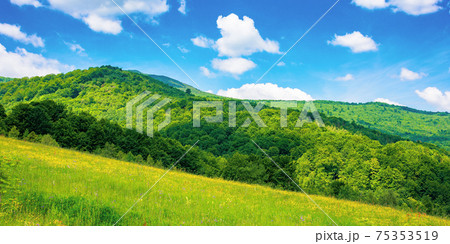 rural landscape of ukrainian carpathians. beautiful summer scenery in mountains. green grassy meadow by the forest on the hill. mountain peak beneath a sky with fluffy clouds on a sunny day 75353519