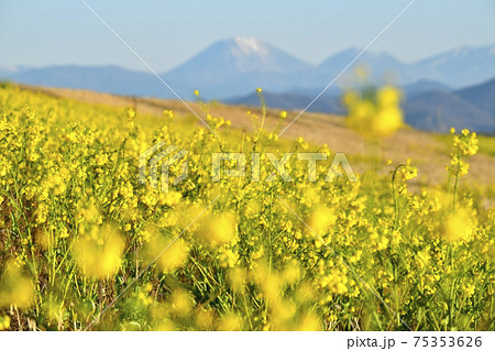 渡良瀬遊水地の堤防に群生して咲く菜の花に日光連山 75353626