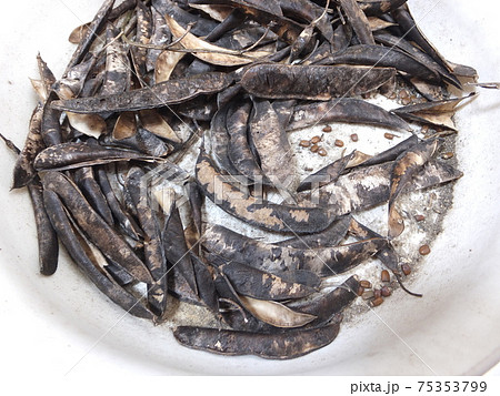 常緑低木エニシダの種 常緑低木エニシダの種 75353799