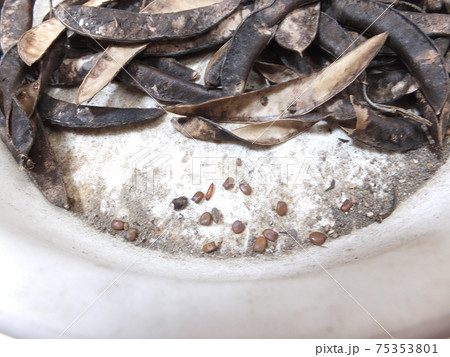 常緑低木エニシダの種 常緑低木エニシダの種 75353801