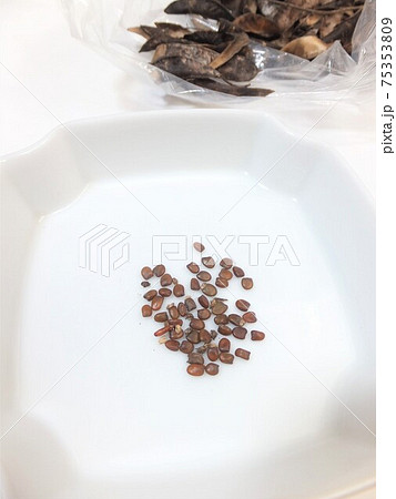 常緑低木エニシダの種 75353809