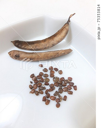 常緑低木エニシダの種 75353814