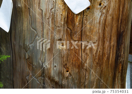 音羽山清水寺内の地主神社にある丑の刻まいりに使われた いのり杉 と五寸釘の穴の写真素材