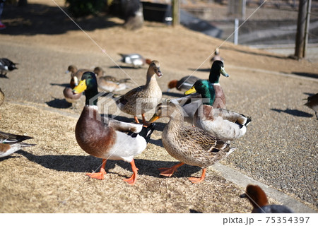 平池緑地公園 75354397