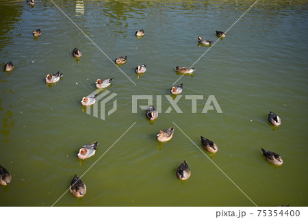 平池緑地公園 75354400