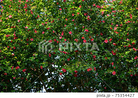 正法寺の椿の大木2 75354427