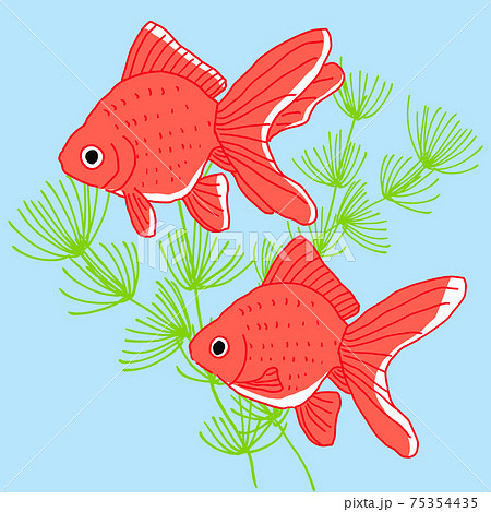 琉金の金魚が泳いでいる夏イメージのイラストのイラスト素材