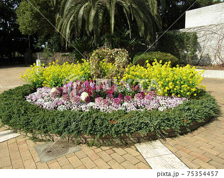 円形花壇の早咲きのナバナの黄色い花の写真素材 円形花壇の早咲きのナバナの黄色い花の写真素材