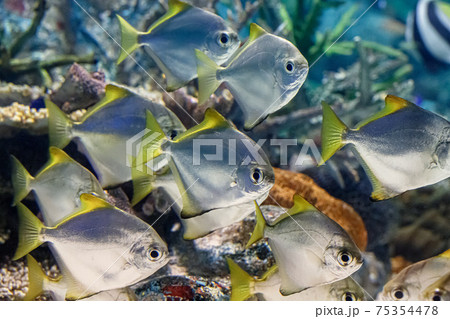 ヒメツバメウオの写真素材