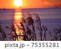 夕日とススキ 75355281