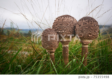Macrolepiota procera 75355498