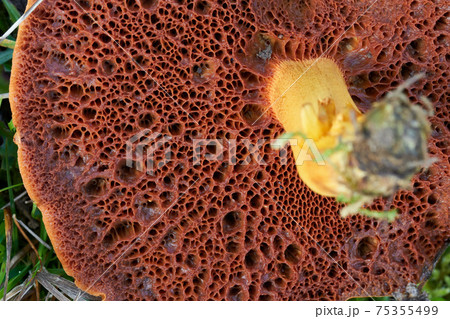 Chalciporus piperatus 75355499