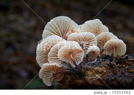 Gymnopus foetidus 75355503